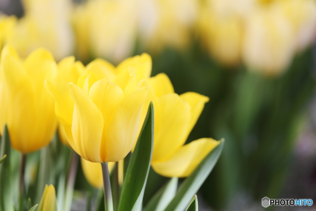 Yellow tulips