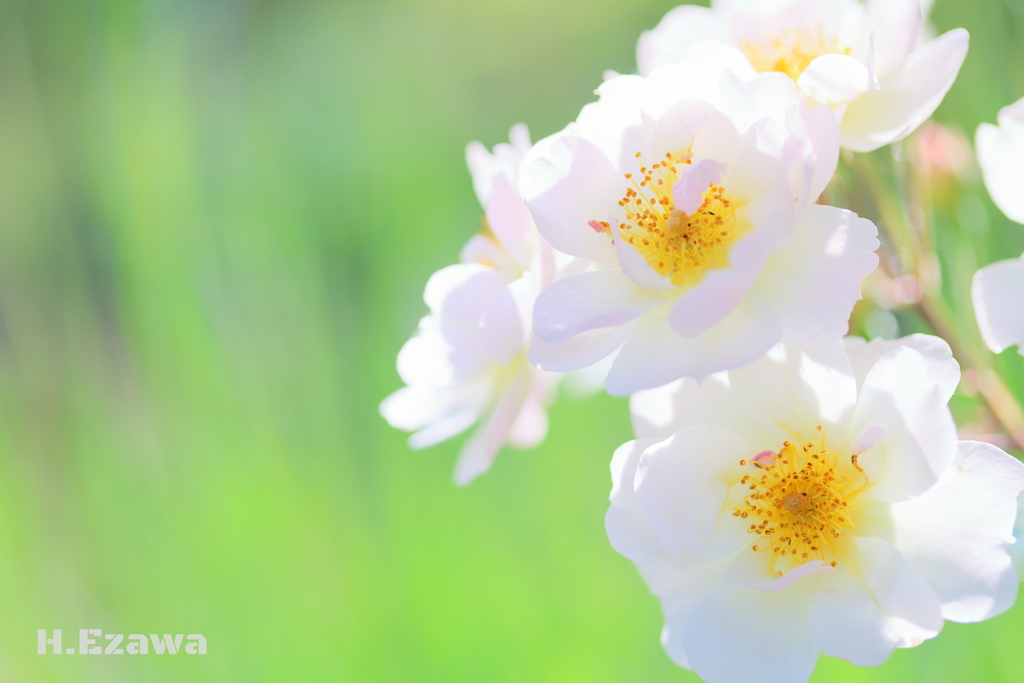 in the rose garden8