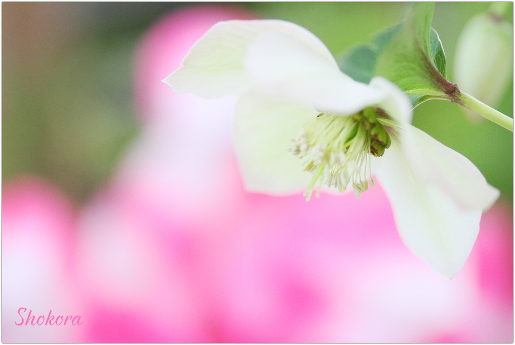 Christmas rose4