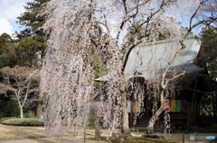 栄福寺の桜