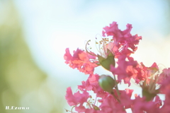 百日紅