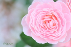 重なる花弁