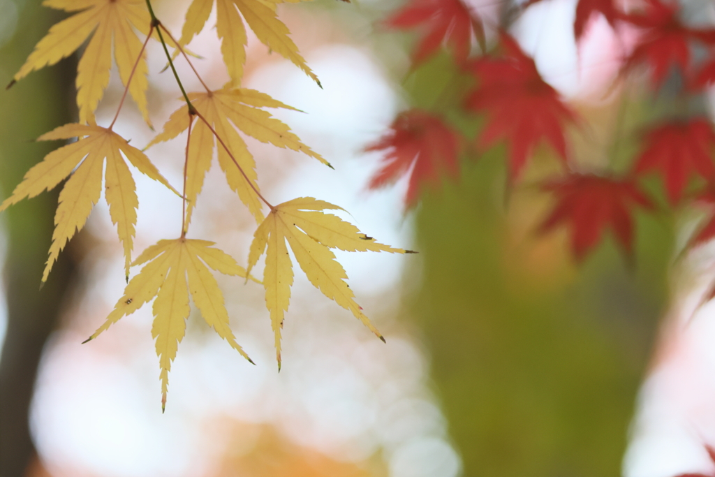 黄葉と紅葉