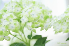 Green hydrangea