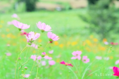 秋桜畑