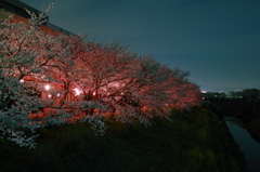 紅に染まる