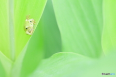にんにん