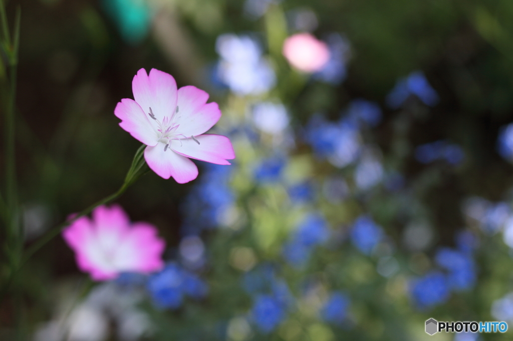 初夏の桜