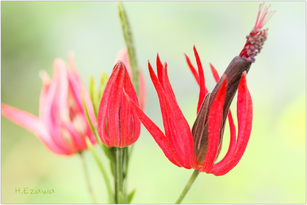 パボニア・グレットヒリー