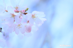 姫桜開花