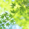 紅葉はまだ先