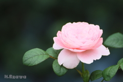 Cup-shaped rose