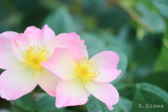 一重薔薇2