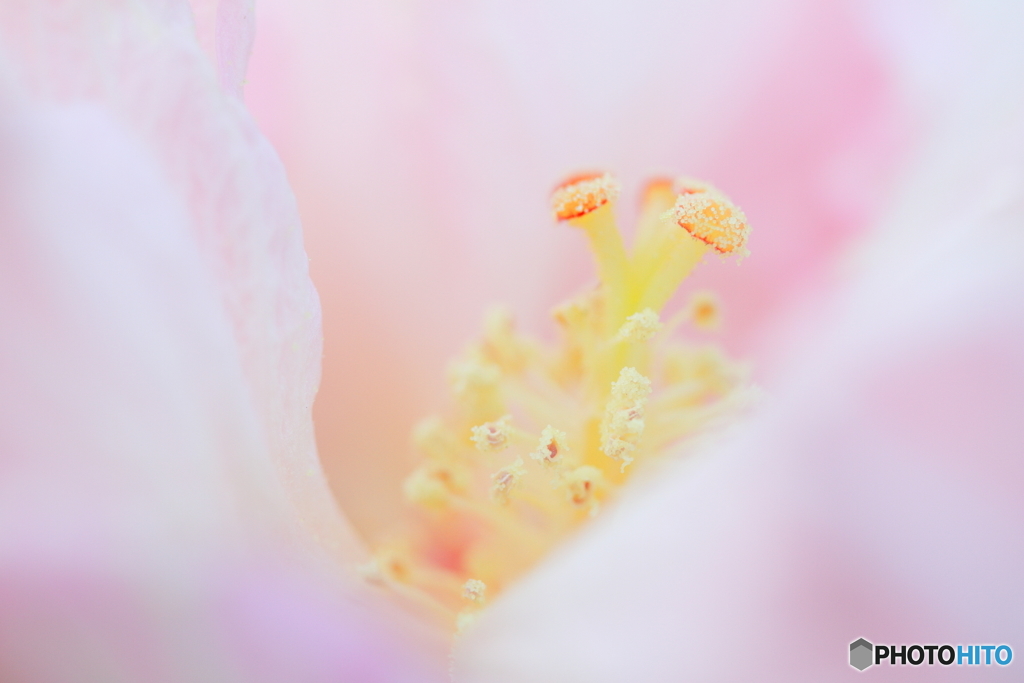 繊細の美Ⅲ