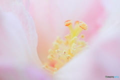 繊細の美Ⅲ