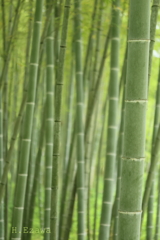 静寂