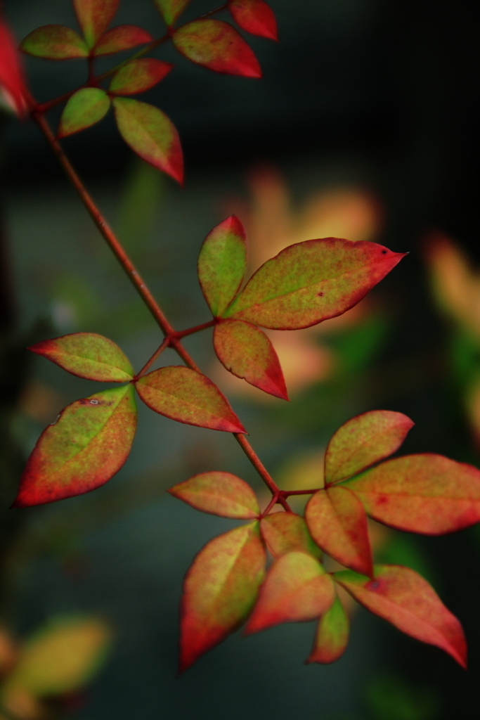 紅色初め