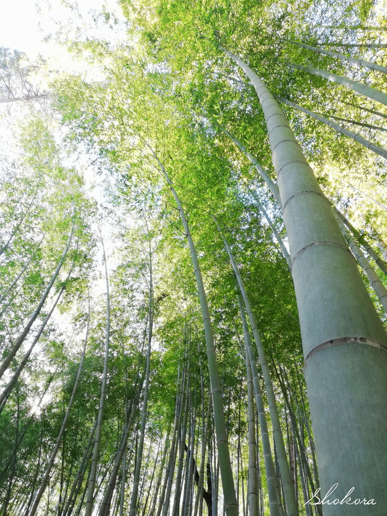 竹林Ⅱ