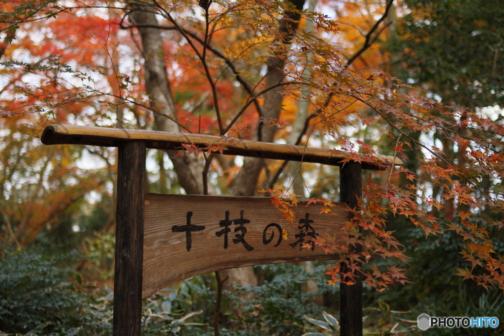森の看板
