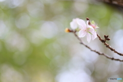 ふゆ桜