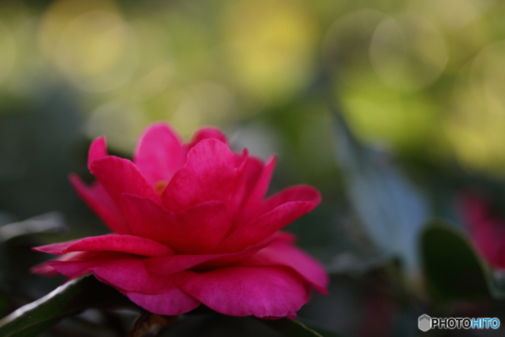 冬の花