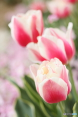 Two-tone tulips