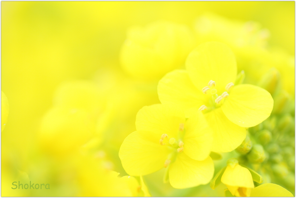 Spring yellow