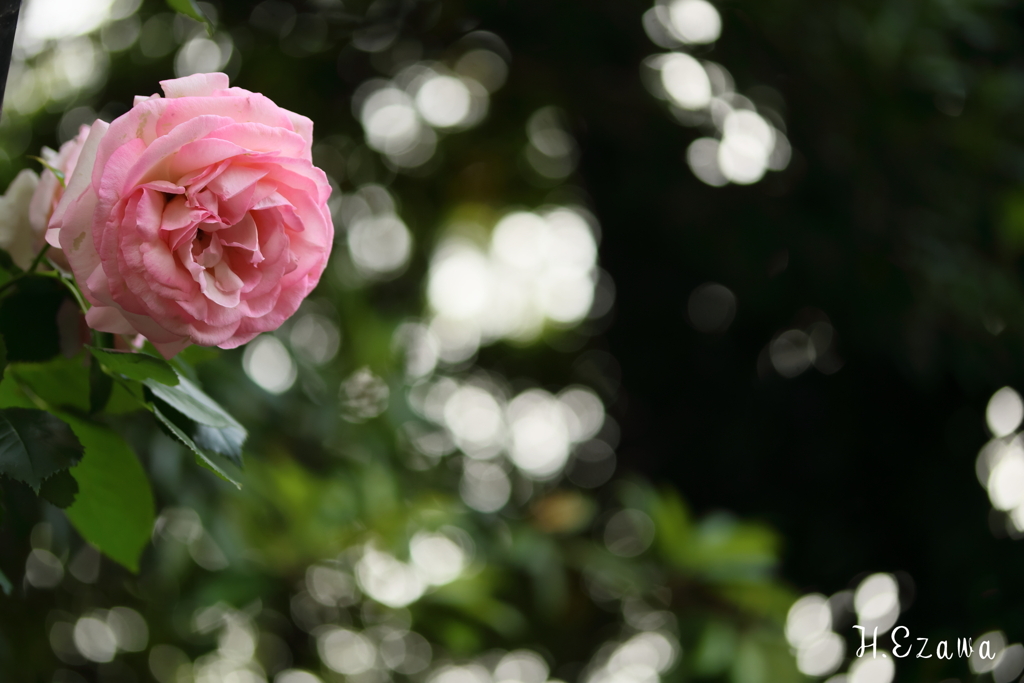 pink rose