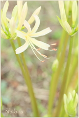 First bloom2