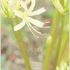 First bloom2