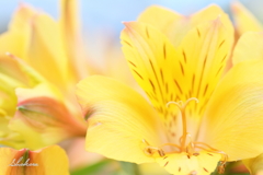 Yellow Alstroemeria