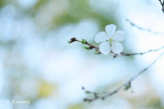 秋の桜
