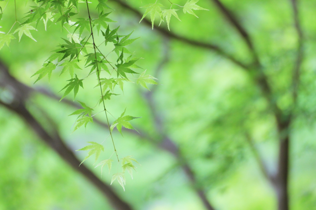 新緑の木の下で By Shokora Id 写真共有サイト Photohito