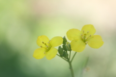 Spring yellow