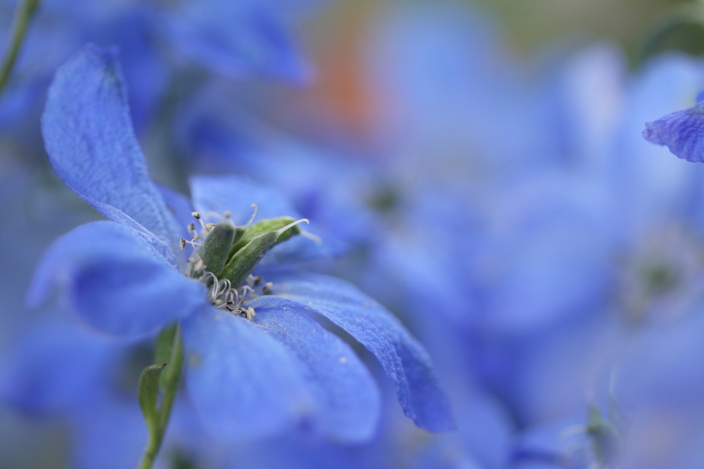 Beautiful blue