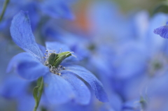 Beautiful blue