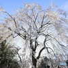 桜滝