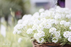 White little flowers