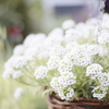 White little flowers