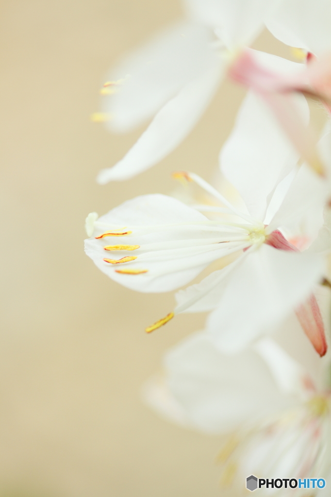 White butterflies　Ⅱ