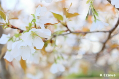 白い山桜