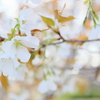 白い山桜
