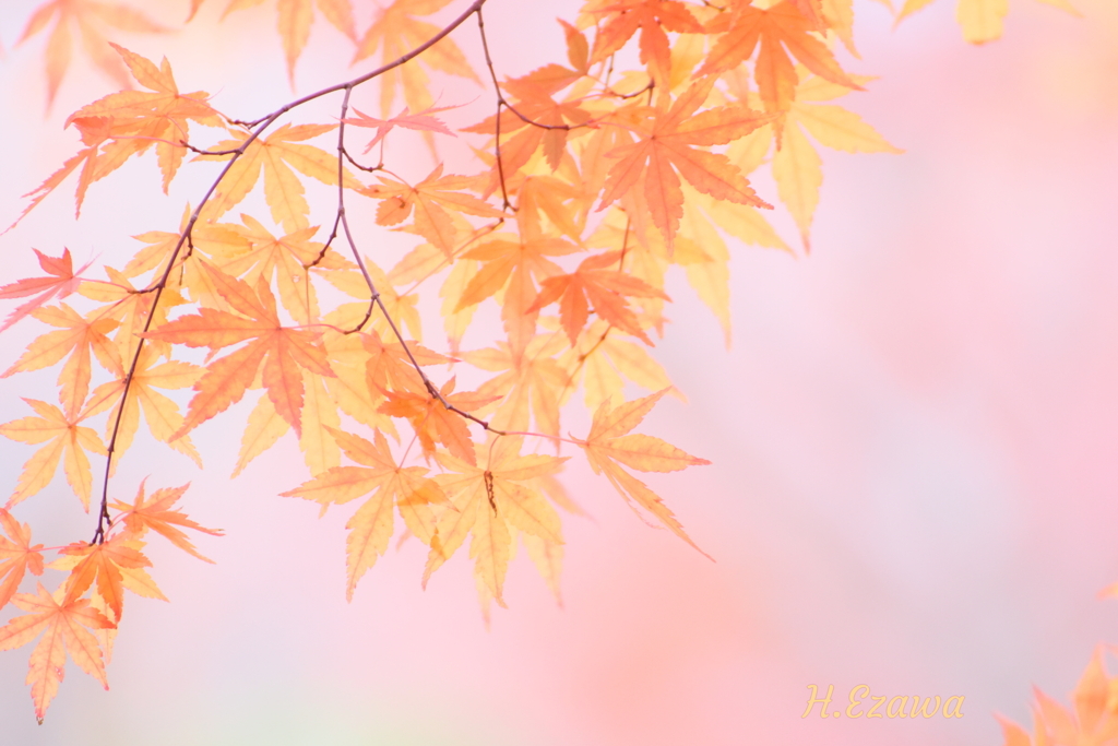 momiji9