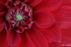 Red temptation