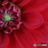 Red temptation