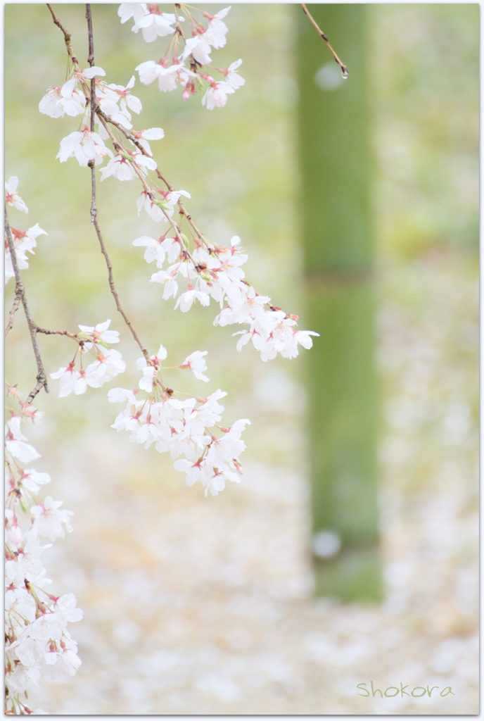 栄福寺の枝垂れ桜Ⅳ