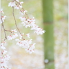 栄福寺の枝垂れ桜Ⅳ