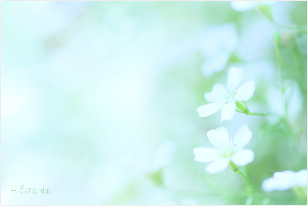 カスミ草Ⅱ