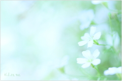 カスミ草Ⅱ