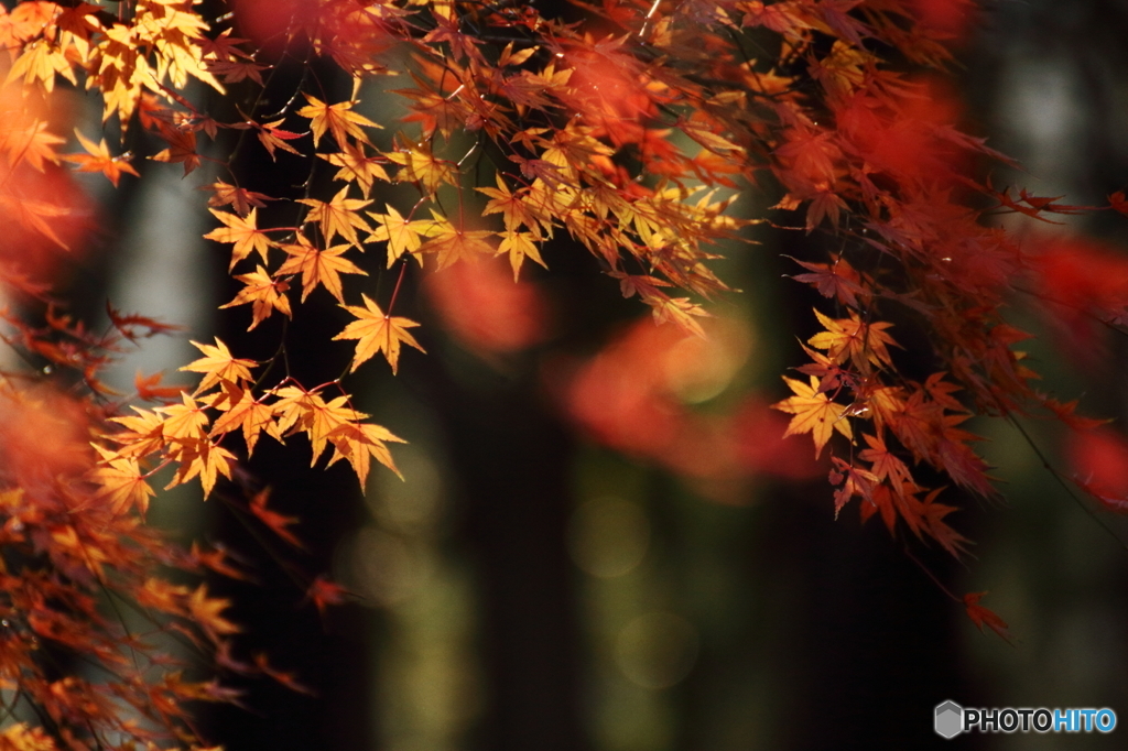 最後の紅葉